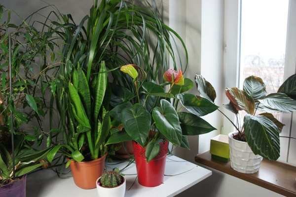 Houseplants