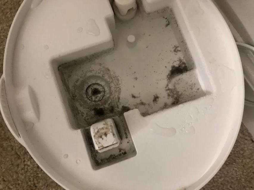 Humidifier with visible mold