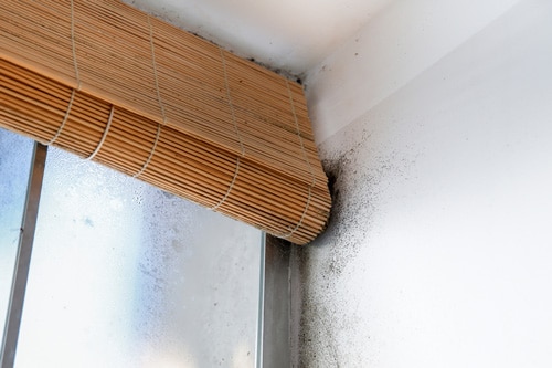 Harmful mold caused by humid conditions