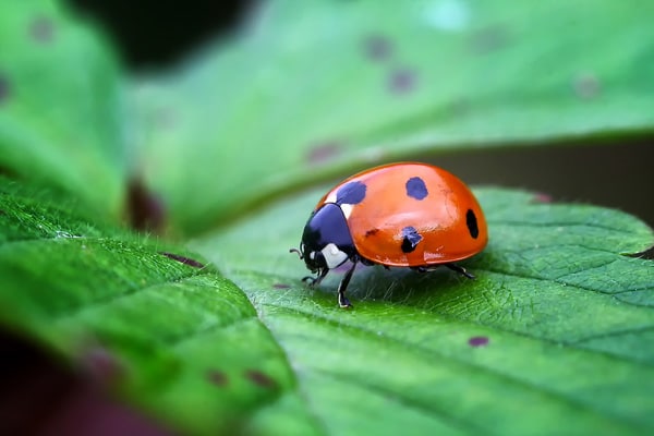 Ladybug