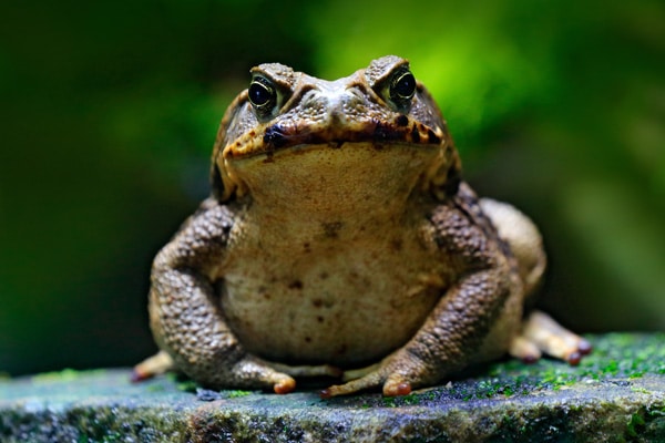 Toad