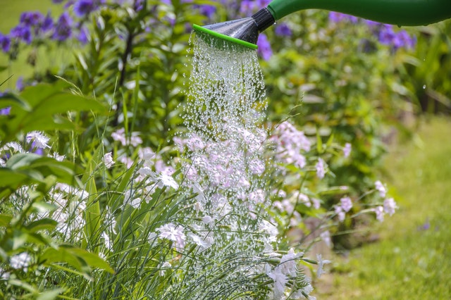 Watering plants