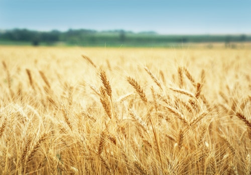 Wheat field ready for harvest