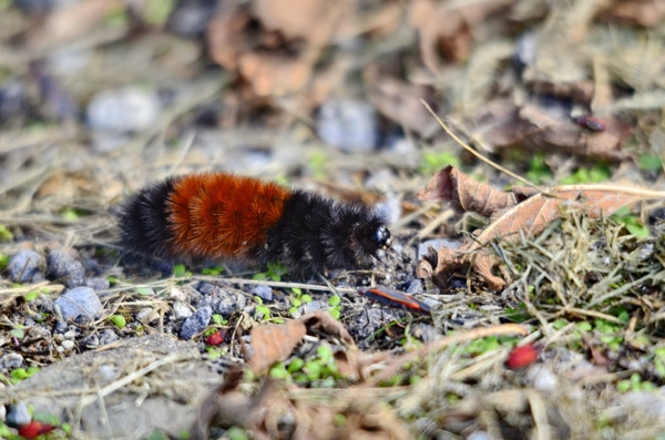 Woolly Bear Caterpillar