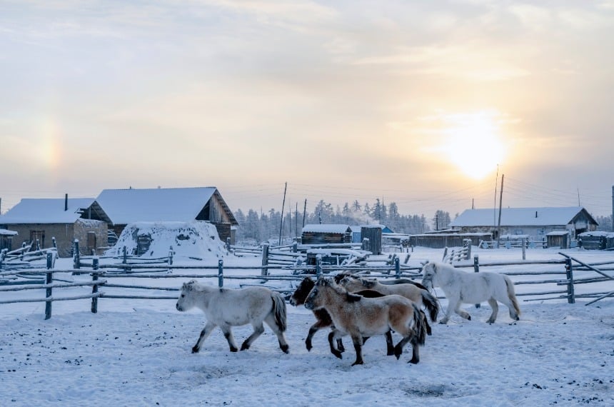 Herd of Yakutian Horses in Oymyakon