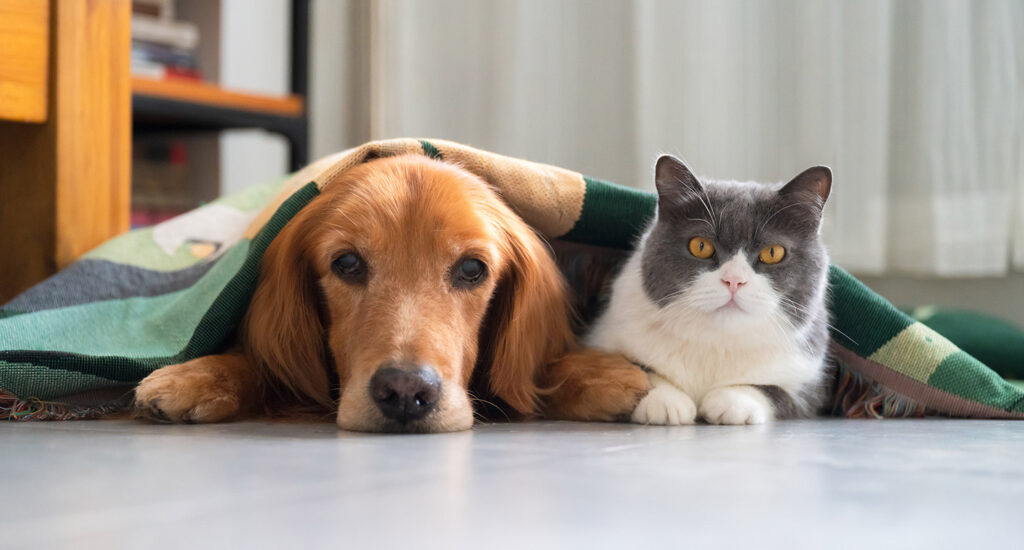 photo of a dog and cat laying together