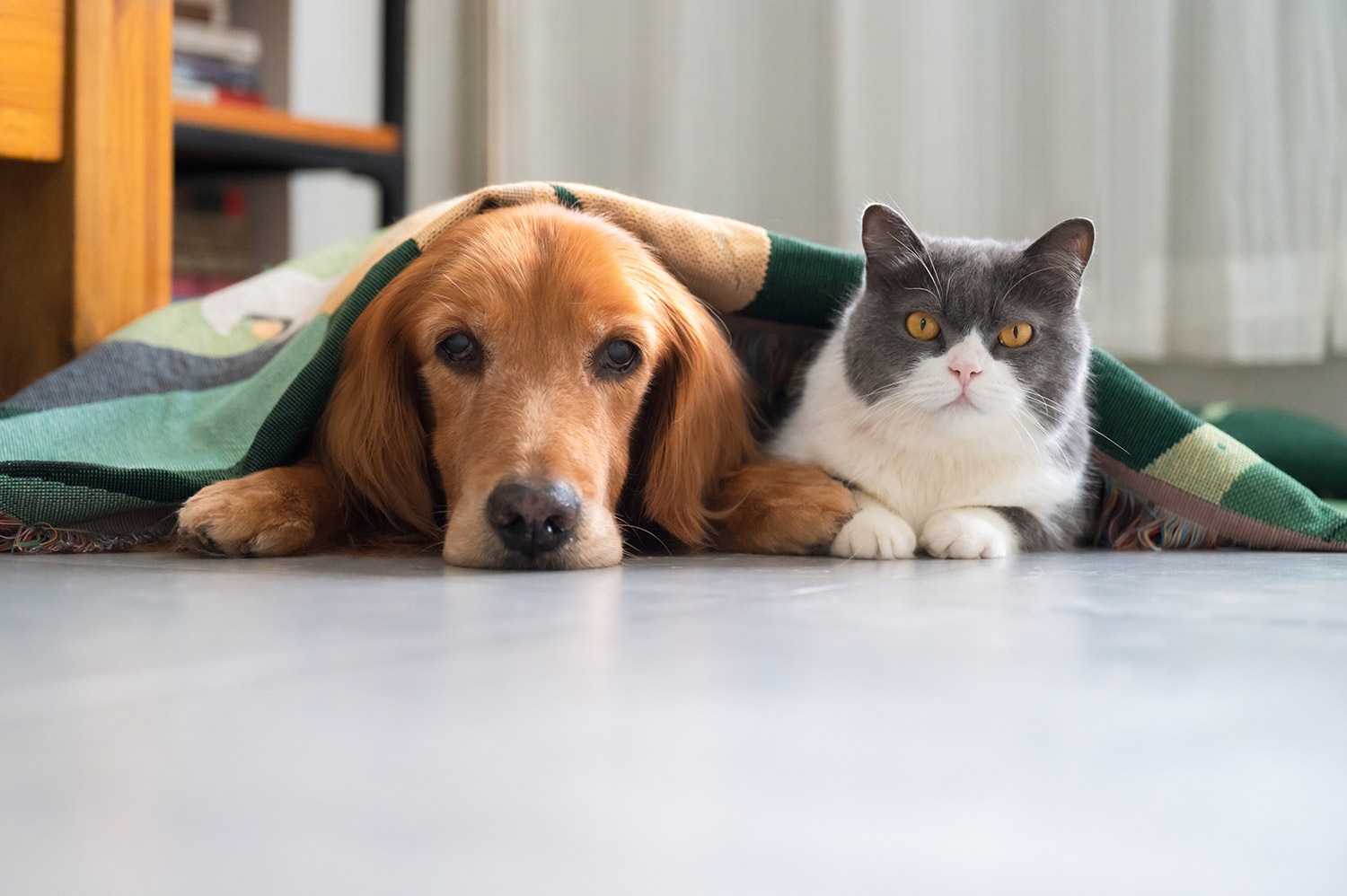 photo of a dog and cat laying together